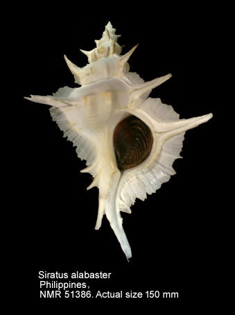 Siratus alabaster.jpg - Siratus alabaster(Reeve,1845)
